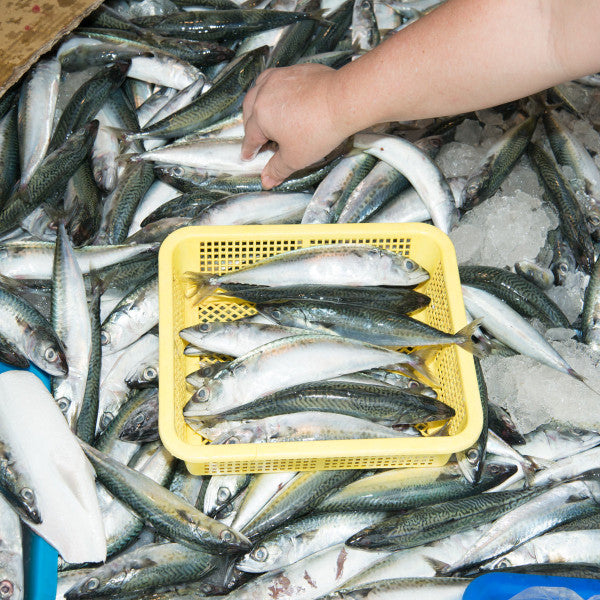 Mike Kitcher – Processed Snippets: Congo Traditional 1952 & 1957