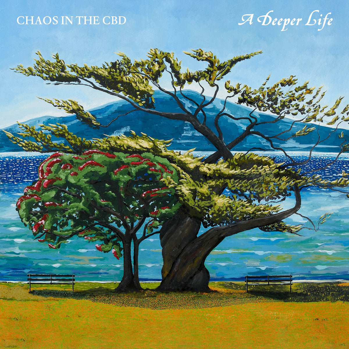 Chaos In The CBD A Deeper Life